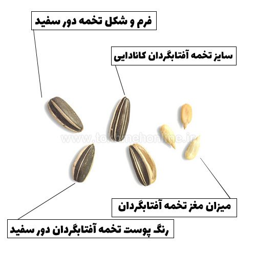 خرید تخمه آفتابگردان کانادایی